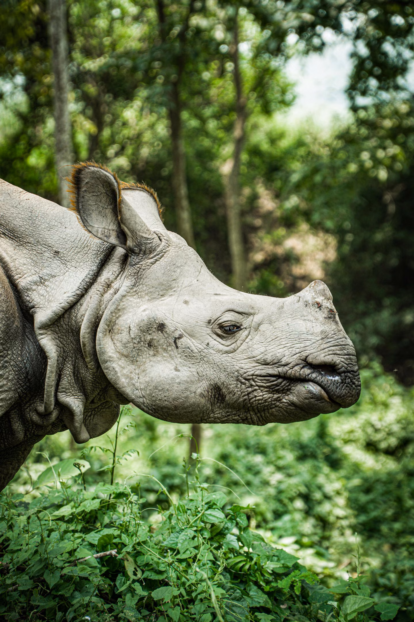 A one-horned rhino in close view with dense green jungle behind it