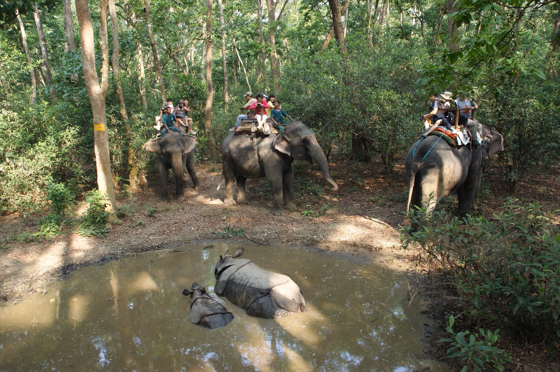 People on elephant-back safari with rhinos in a jungle pond