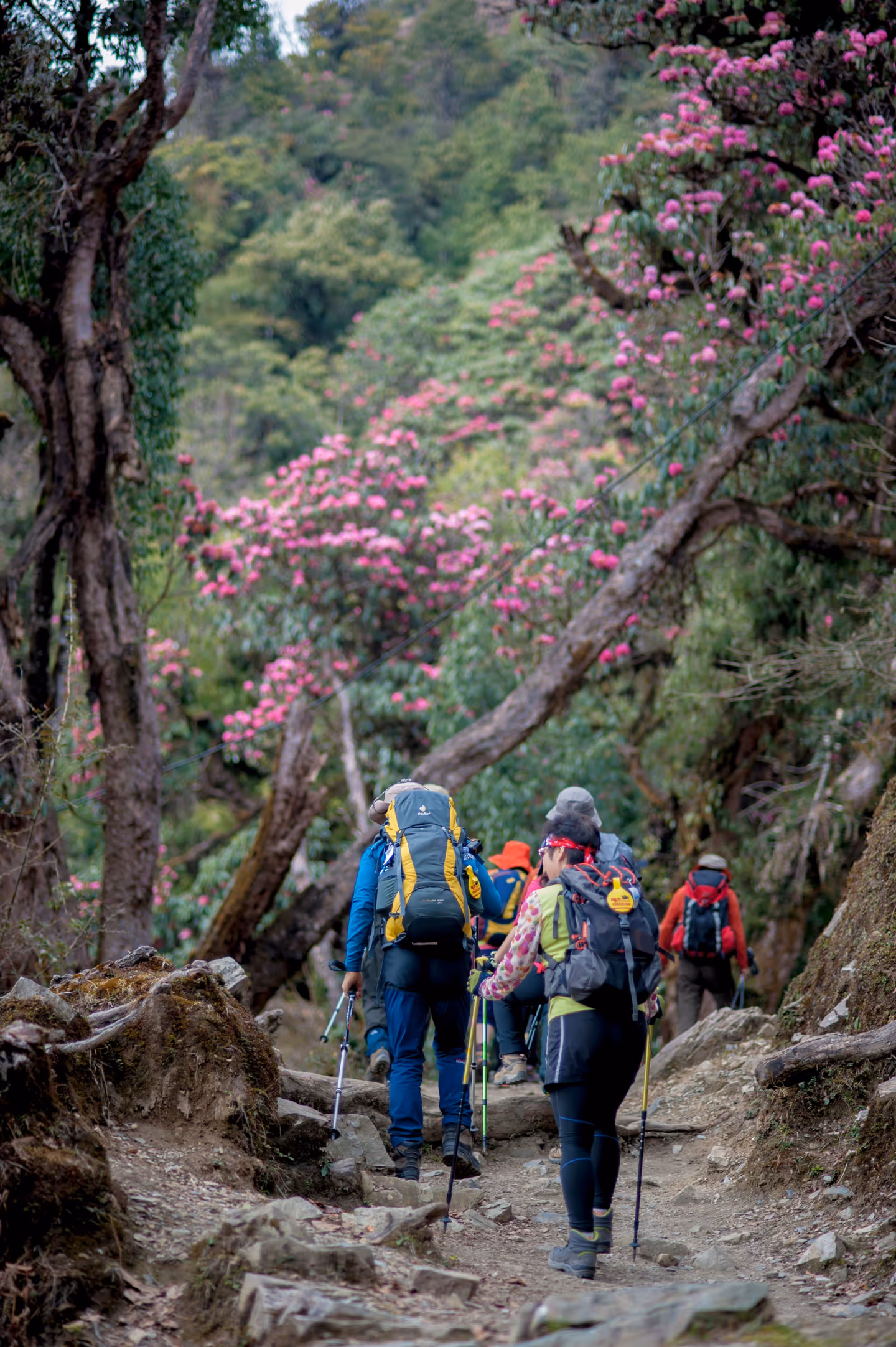 Trekkers walking through a rhododendron-lined trail with pink flowers in bloom