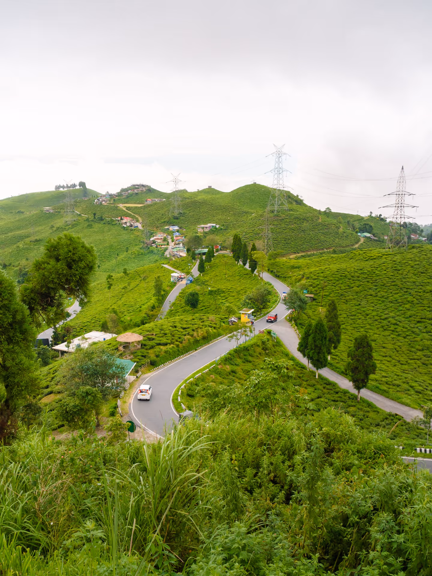 A winding road cutting through bright green Ilam tea gardens