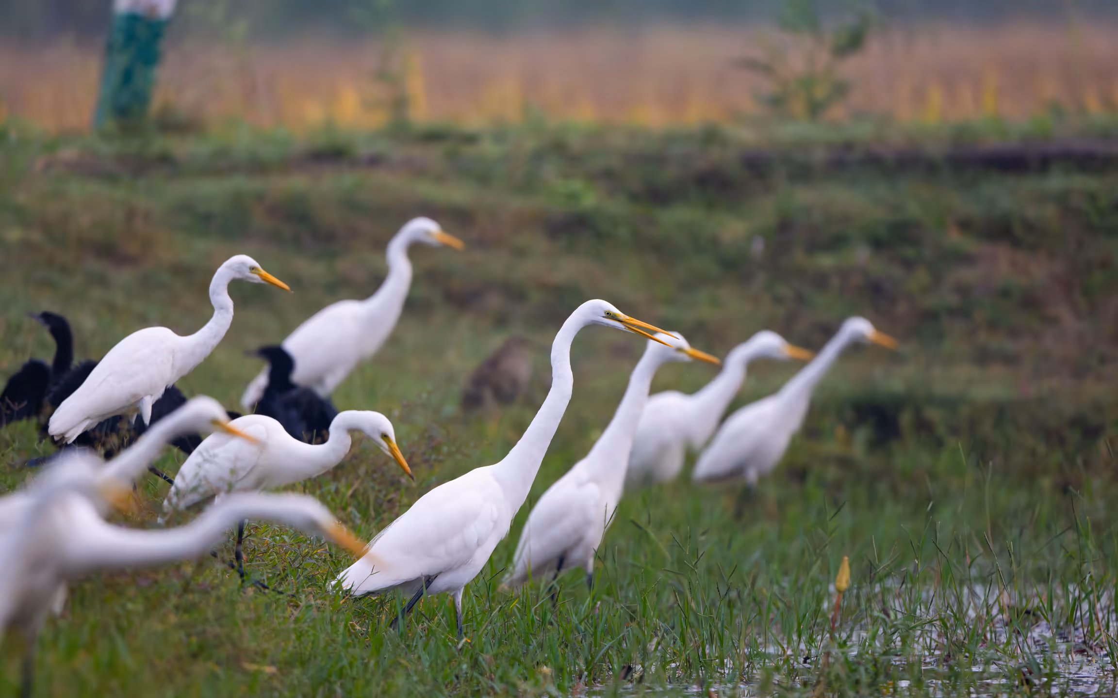 A group of white birds entering the water as black birds return to the sky