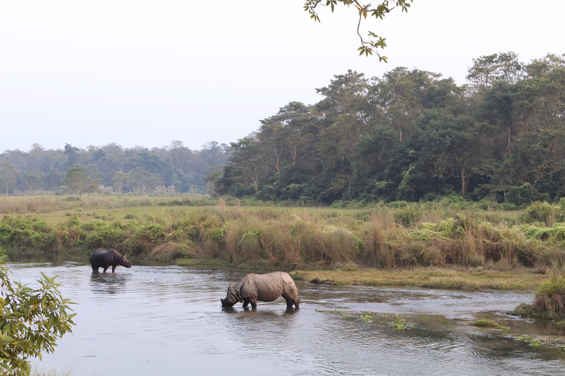 Two rhinos drinking from a jungle pond in Bardia National Park